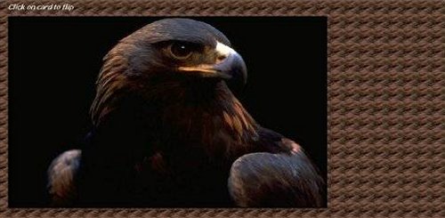 Eagle